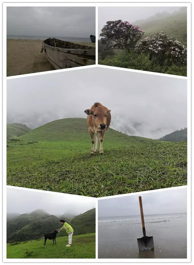 5月1日，陽西藍(lán)袍藍(lán)看海，陽春雞籠頂?shù)巧劫p高山杜鵑